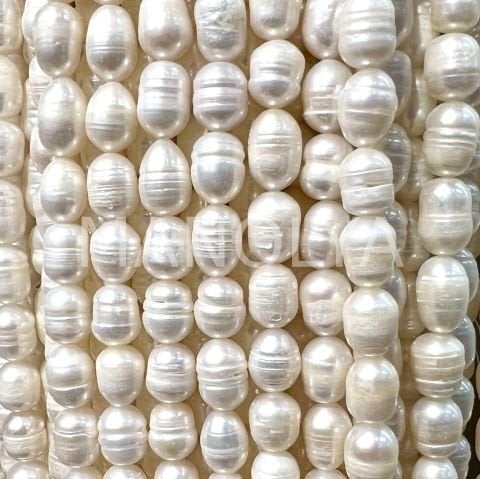 7x10mm. Kültür İncisi (no:11)